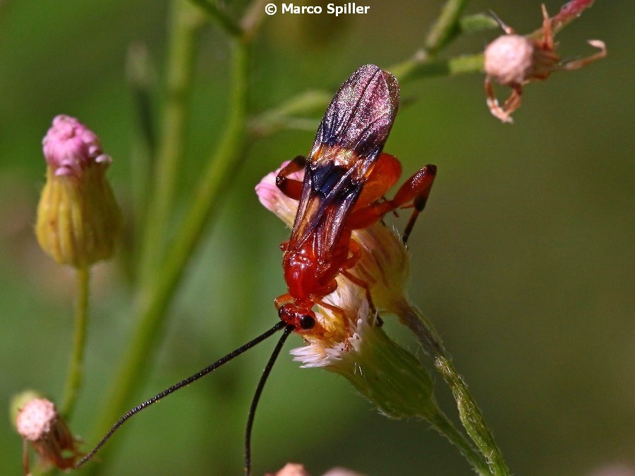 Braconidae da determinare